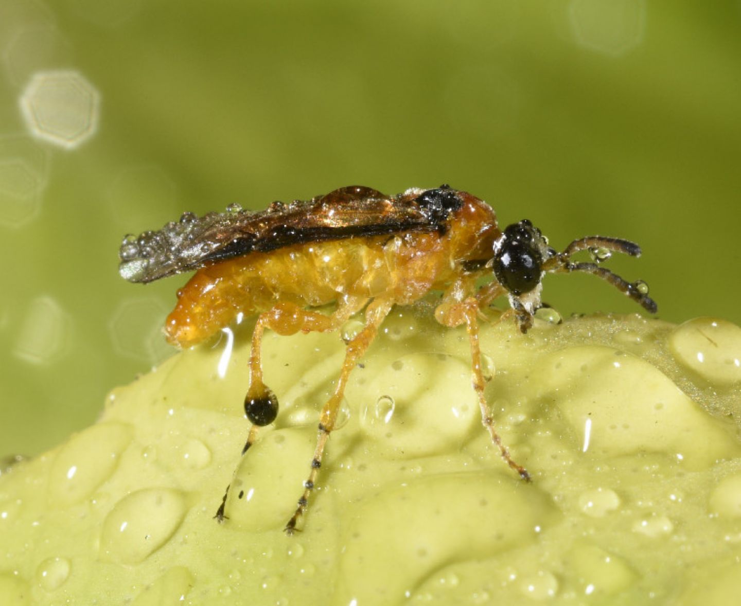 Tenthredinidae: cfr. Athalia rosae